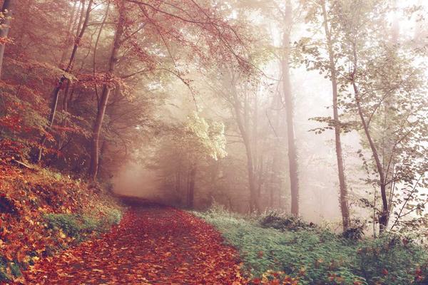 5 Ways an AI Companion Can Improve Your Daily Workflow